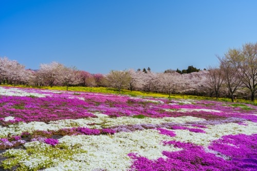 赤城南面千本桜