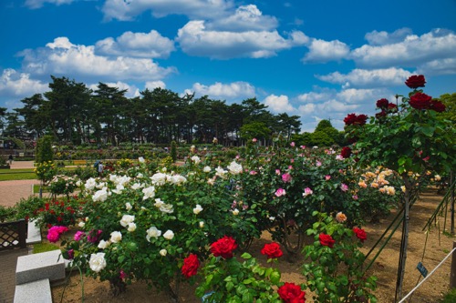 敷島公園