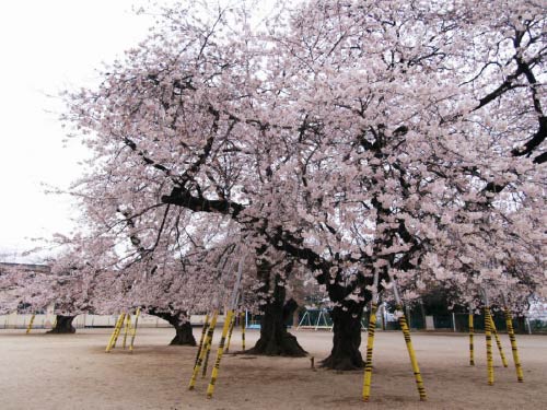 真鍋の桜