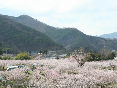 あんずの里