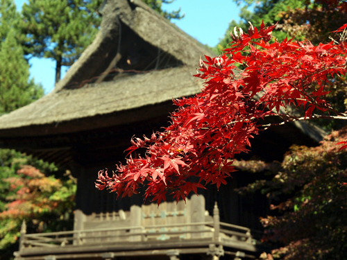 平林寺の紅葉（山門）