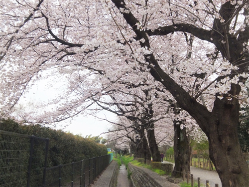 野火止用水＝伊豆殿堀(いずどのぼり)の桜