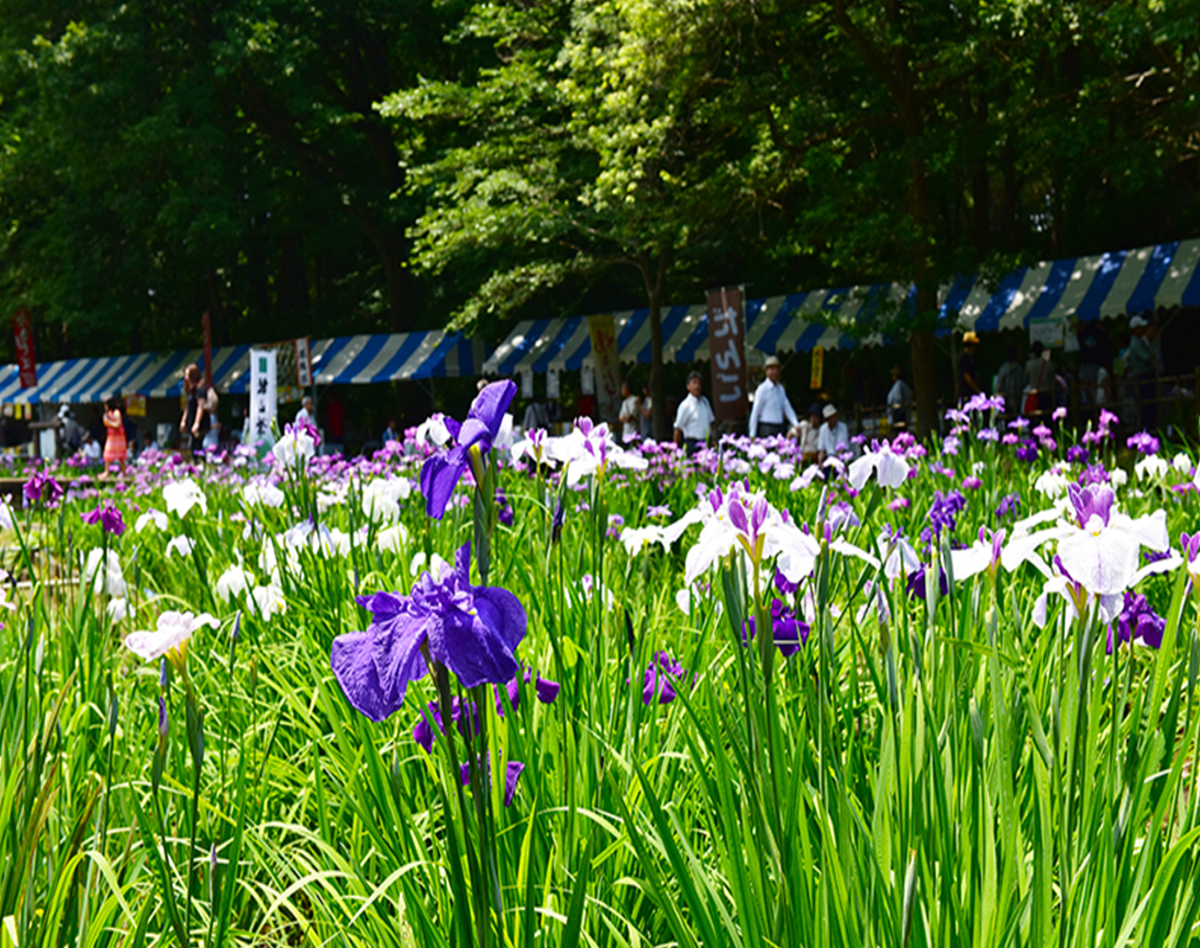 花菖蒲まつり（智光山公園）