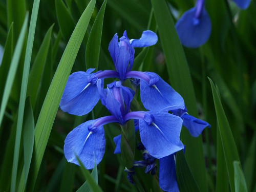 石神井公園の菖蒲