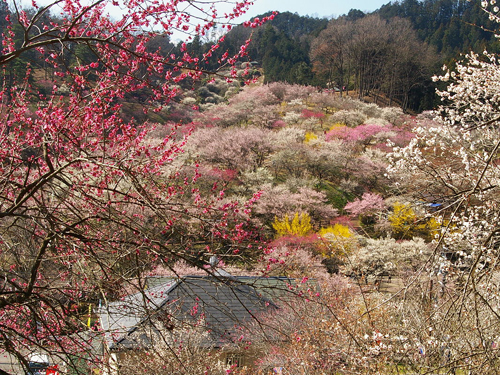 青梅市梅の公園