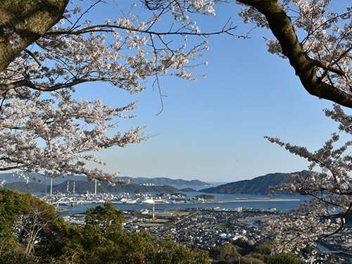若山公園のさくら